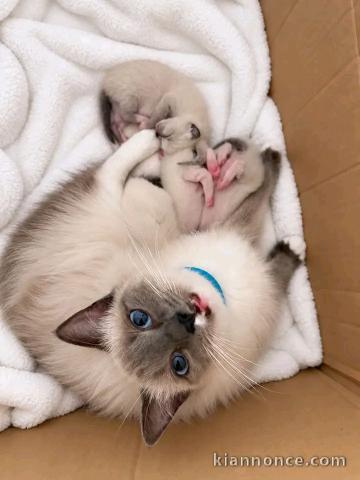 Annonces chaton ragdoll disponible 