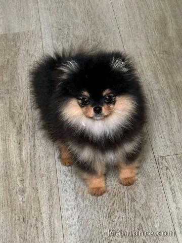 Magnifique chiots Spitz nain Poméranien femelle a place 