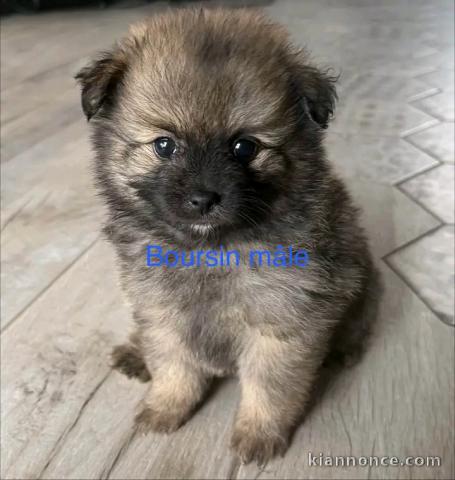 Adorable chiots spitz nain disponible 