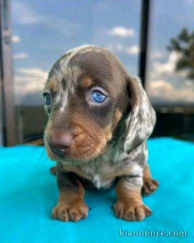 Magnifique chiots teckels à vendre 