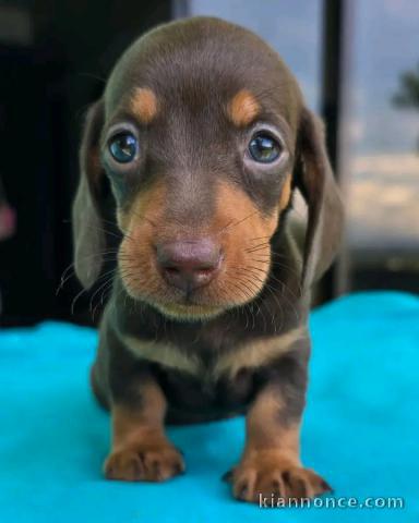 Teckels nain disponible pour adoption 