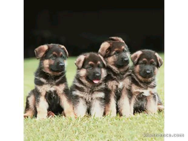 Adoption chiots berger allemand 