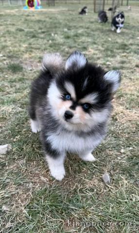 Je donne chiots pomsky disponible 