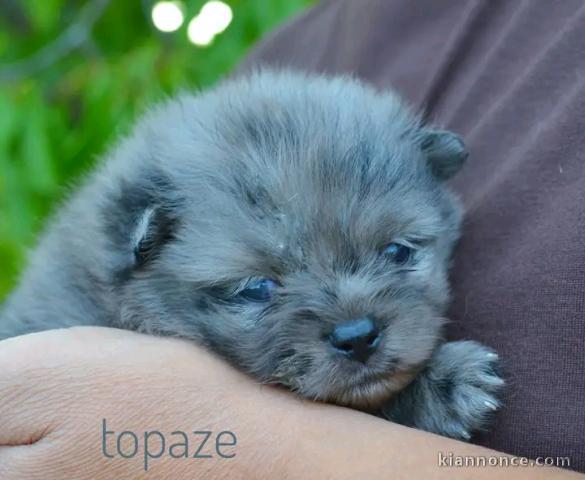 Spitz nain Poméranien femelle disponible 