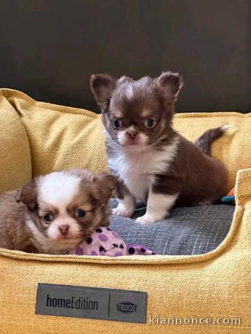 chiots chihuahua pour saillie 