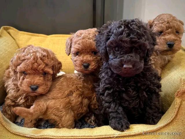Adoption chiots caniche disponible 