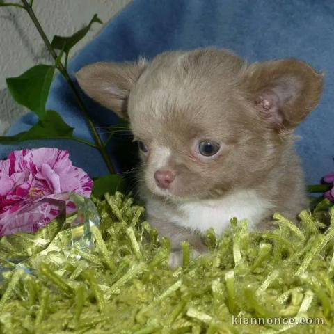 Je donne chiots chihuahua mâle 