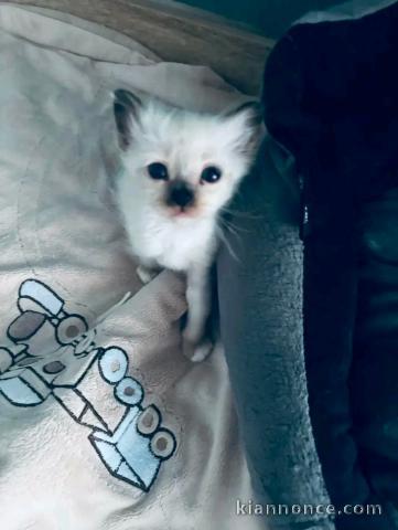 Dons bébé chaton sacré de brimanie mâle 