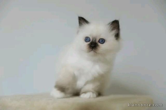 Type chaton sacré de brimanie femelle 