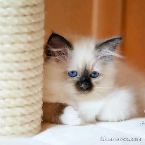 Adorable chaton sacré de brimanie disponible 
