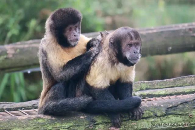 Couple singe capucin a cédé 