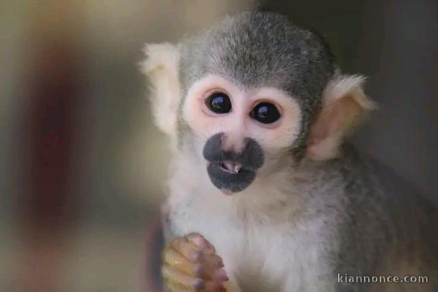 Magnifique singe capucin mâle disponible 