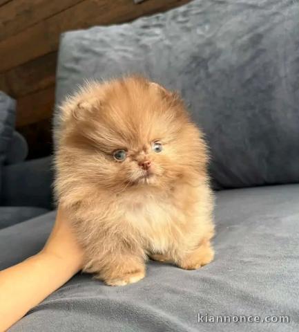 Magnifique chiots Spitz nain Poméranien 