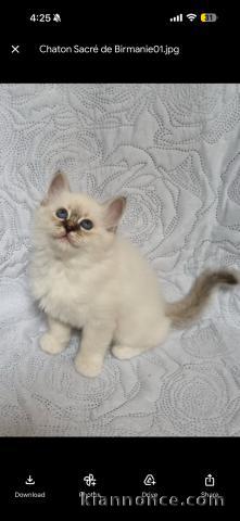 Je donne chaton sacré de brimanie mâle 