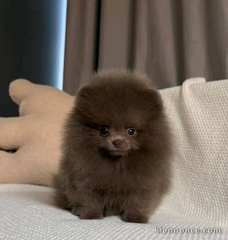 Magnifique chiots Spitz nain Poméranien a vendre 