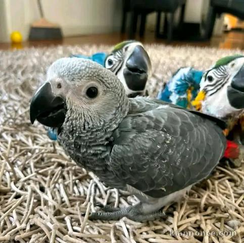 Perroquets gris du Gabon disponible femelle 