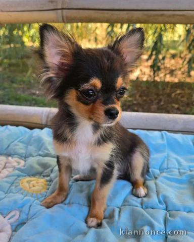Chiots chihuahua femelle a donner 
