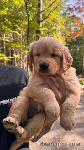 Chiots golden retriever disponible à donner 