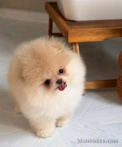 Chiots spitz nain Poméranien disponible 