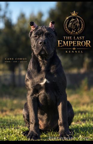 Cane Corso magnifique femelle 