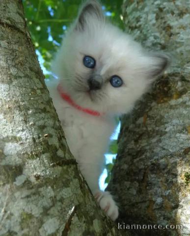 Dons bébé chaton sacré de brimanie mâle 