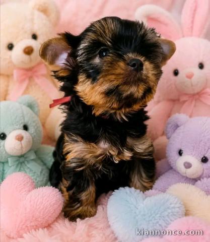 Adoption chiots yorkshire terrier 