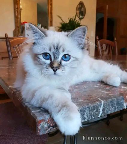 Chaton sacré de brimanie disponible 