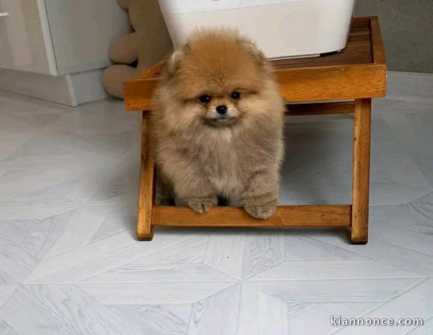 Je donne chiots spitz nain femelle 
