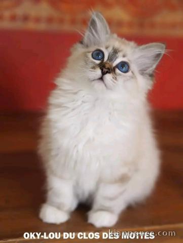 Je donne chaton sacré de brimanie mâle 