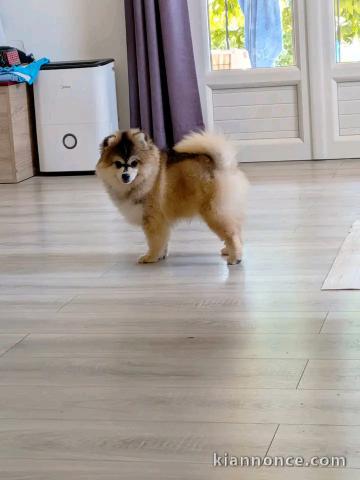 Chiots pomsky disponible 