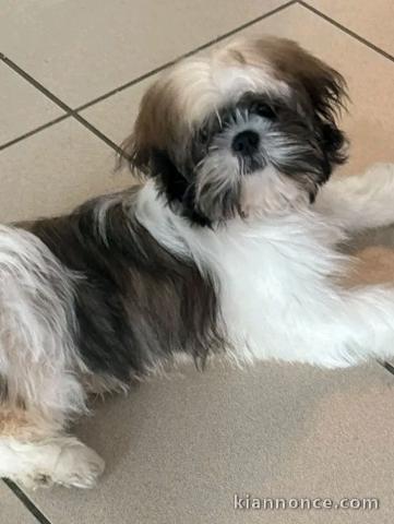Magnifique chiots shih Tzu disponible 