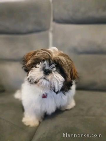 Je donne chiots Shih Tzu Mâle 