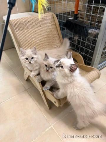 Chaton ragdoll disponible femelle 
