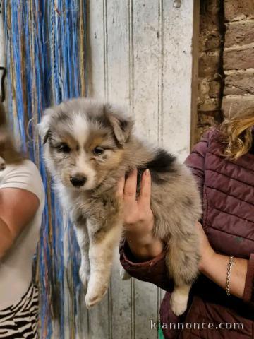 Magnifique chiots berger australien 