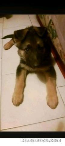 Je donne chiots berger allemand 