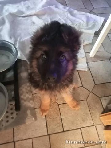 Femelle Berger Allemand disponible 