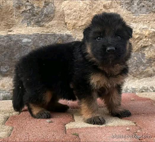 Chiots mâle Berger Allemand 
