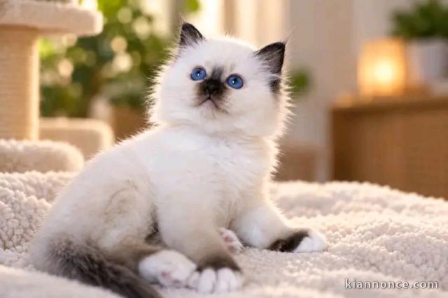 Adorable chaton sacré de brimanie pour bonne maman 