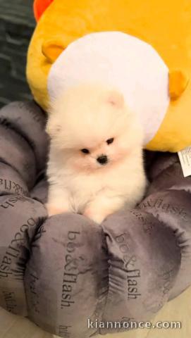 Magnifique chiots Spitz nain femelle 