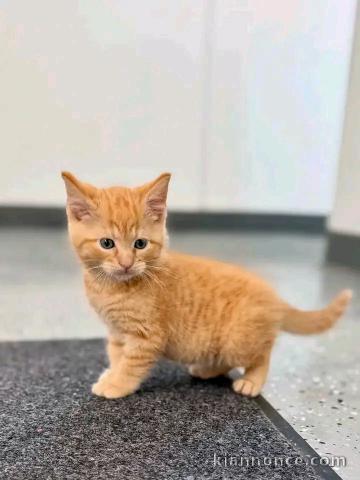 Magnifique chaton roux à donner 