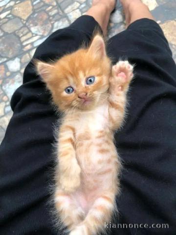 Chaton roux à donner contre bon soin 