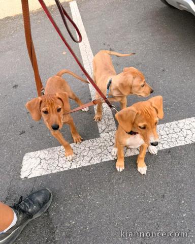 Chiots à donner disponible mâle et femelle 