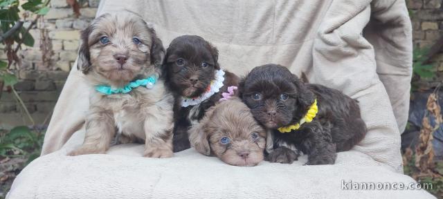 Magnifiques chiots Maltipoo