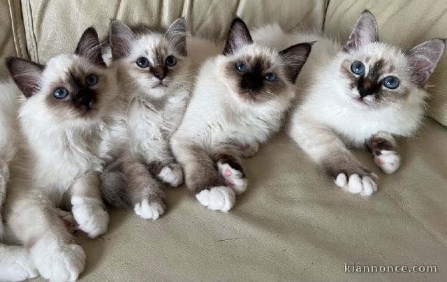 Adoption chaton sacré de brimanie disponible 