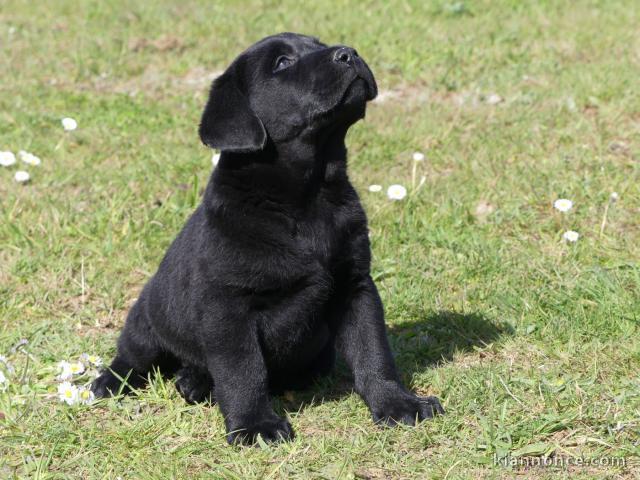 Je donne chiots labrador retriever mâle 