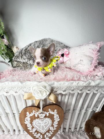 Je donner chiot chihuahua femelle 