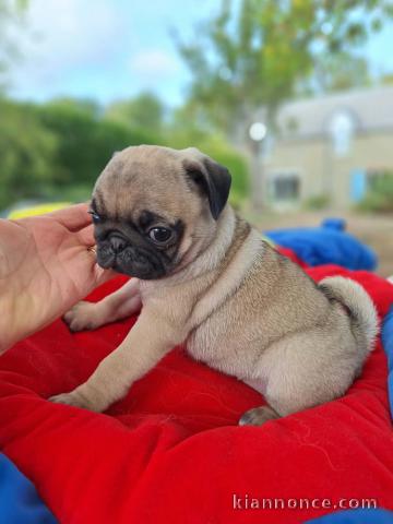 Je donne chiots carlin mâle 