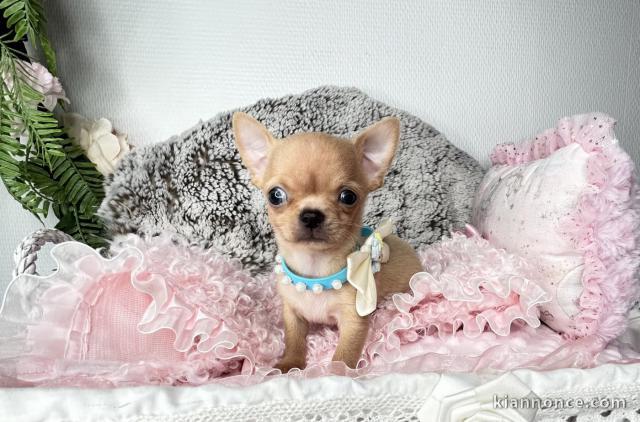 Je donne chiots chihuahua femelle disponible 
