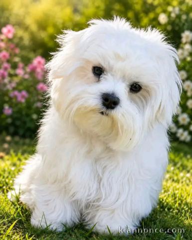 Chiots Bichon maltais adorable adoption 