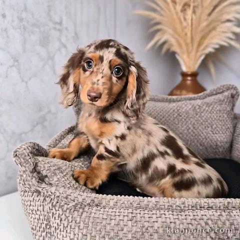 Chiots teckels arlequin disponible femelle 